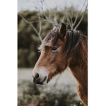 Roma’s Horses