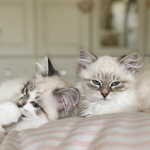 The fluff sqaud