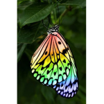 Butterfly!Squad!