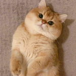 Anomoly