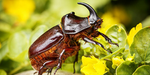 BEETLE GAMES