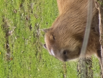 DerCooleBear group