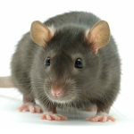 Rats United Security Division.