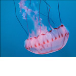Jelly co.