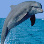Dolphin'ds Dance & Aquatics