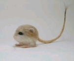 Jerboa fan club