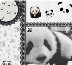 panda’s angels !