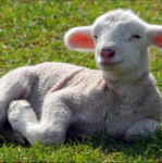 Familie Schaf