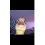 Ratlissa