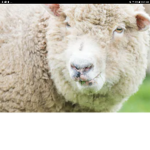 The wooly wools