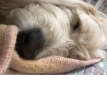 journey the dog