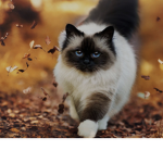 :3 Cat Gang <33