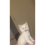 trading r o b u x for a d o p t me pets
