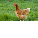 mr. chiken