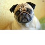 Waddup pug
