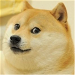 Team Doge's