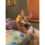 11 Millionth! Cat face reveal
