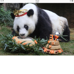 Pandaz squad