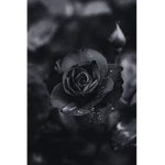 .*. Bio Ranking .*.