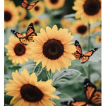 The Smiley Sunflowers