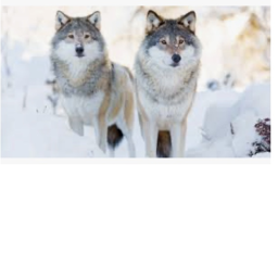 Wolf speedway