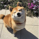 The doge squad <3