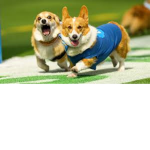 corgi and corgi