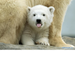 #teamicebears