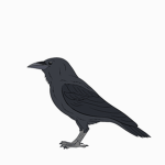 Raven's Development Community
