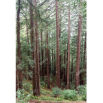 The lumber simulator