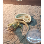Argile the Bearded dragon