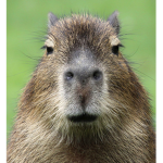 Capybara group but epic