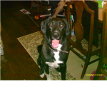 labrador luverz!