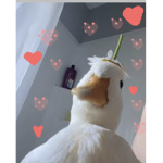 Duck_Dudddeeeesss