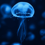 Jellyfishy