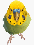 Coalition of Parakeets