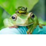~Frog clan~