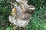 sloth clan join now if you want :)