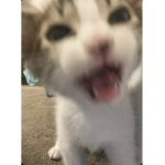 stinkkmaddie