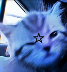 Kitty gamers,