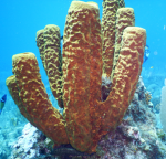 Yellow Sponge Experiences