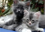 cat fans and lovers