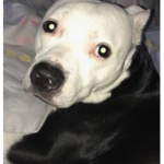 Doggy fan group YouTube!