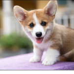 Half dog