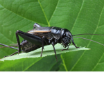 silent cricket