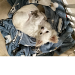 The cloud dogs