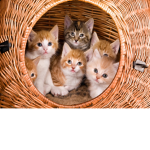 MEOW kids loves animals