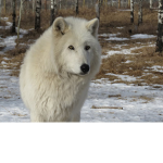 The Albino Wolf's