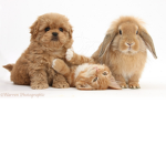 Bunny Kitten Puppy ###### ######