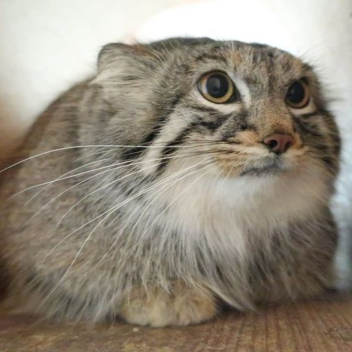Meow Scope Nation